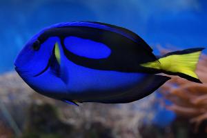 Regal tang Thumbnail