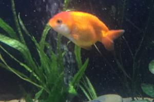 Ranchu