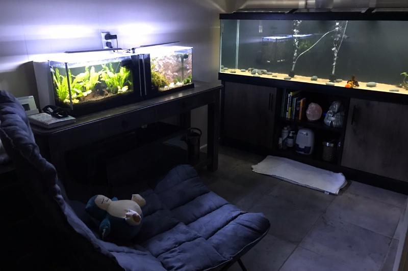 Goldfish Thumbnail