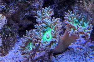 Duncan Polyp Thumbnail