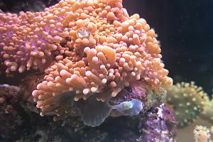 My Aquarium Thumbnail