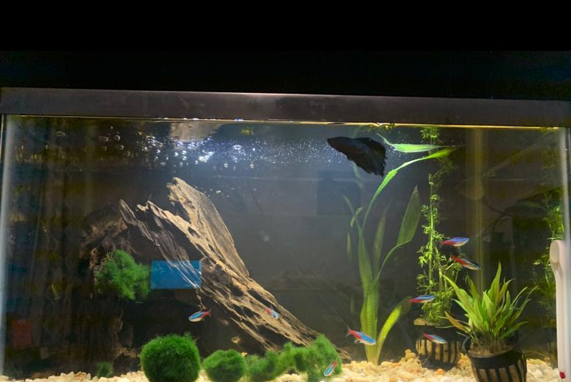 10 Gallon FW on Feb 12, 2020