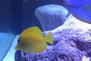Yellow Tang Thumbnail