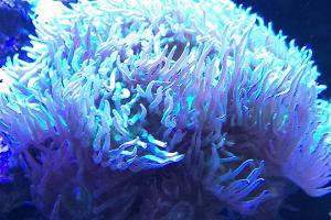 duncanopsammia axifuga Thumbnail