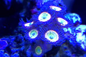 Zoanthus Sunny D Thumbnail