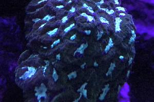 Favites Luminescent Green ultra Thumbnail