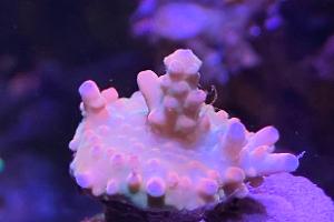 Acropora Thumbnail