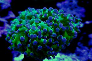 Indo frogspawn Thumbnail