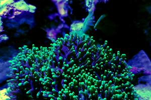 Green hairy mushroom Thumbnail