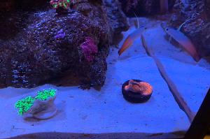 Firefish Thumbnail