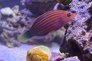 6 line wrasse Thumbnail