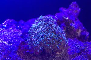 Star polyp Thumbnail