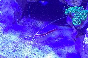 Scarlet Skunk Shrimp Thumbnail