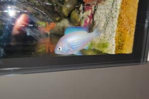 Green Chromis Thumbnail