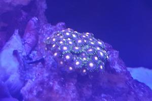 Eye of Ra Zoa Thumbnail