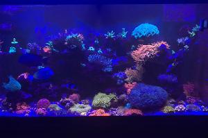 Jepoy’s 90 gallon reef tank on Mar 3, 2020