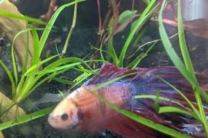 Betta Fish Thumbnail