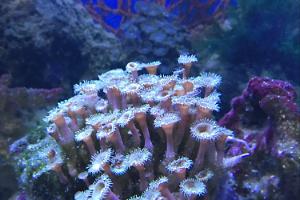 Zoanthid Thumbnail