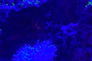 Rikki Reef Tank Thumbnail