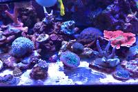 Family Reef on Mar 9, 2020