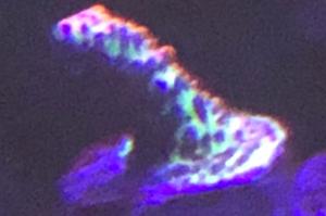 Red Planet sps Thumbnail
