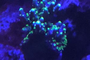 Bonsai Acropora Thumbnail