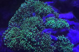 Green Hairy Mushroom Thumbnail