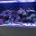 My Aquarium 2 on May 22, 2019