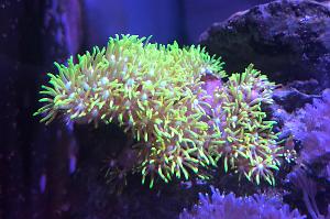 Green Star Polyp Thumbnail