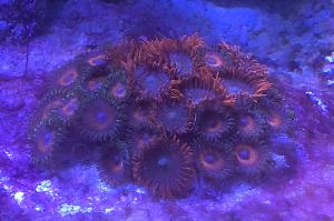 Zoanthid Thumbnail