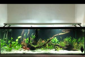 Discus tank on Mar 14, 2020