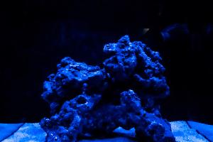 Biocube 32 Thumbnail