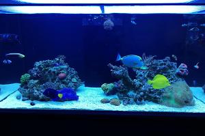 Ventino's reef on Mar 21, 2020