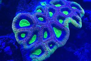 Favites Brain Coral Thumbnail