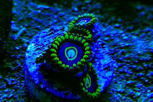 Zoanthid Thumbnail