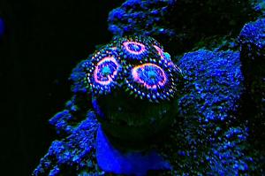 Zoanthid Thumbnail