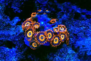 Zoanthid Thumbnail