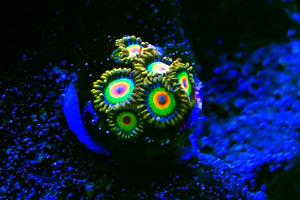 Zoanthid Thumbnail