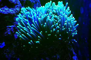 Torch Coral Thumbnail