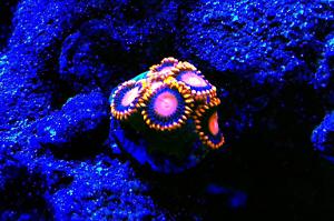 Zoanthid Thumbnail