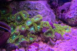 Radioactive Dragon Eye (Zoanthid) Thumbnail