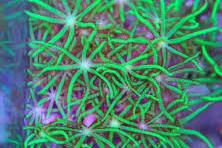 Green Star Polyp Thumbnail