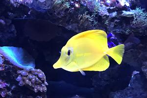 Zebrazoma Flavescens Thumbnail