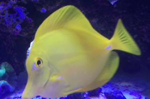 Yellow Tang Thumbnail