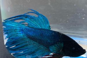Crowntail Betta Thumbnail
