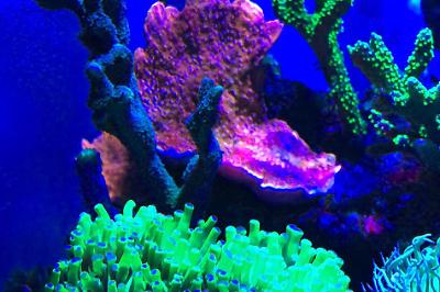 Nano Cube on Mar 28, 2020