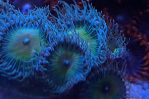 Zoantus Thumbnail