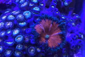 Nirvana Zoas wrock flower anenome Thumbnail