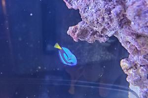 Blue Tang Thumbnail