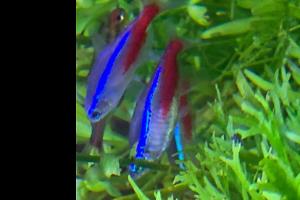 Neon Tetra